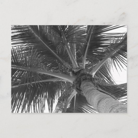 Zwart & Wit Palm ansichtkaart Briefkaart (Voorkant)