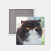 Zwart-wit Perzische kat magneet (Voorkant / Achterkant)
