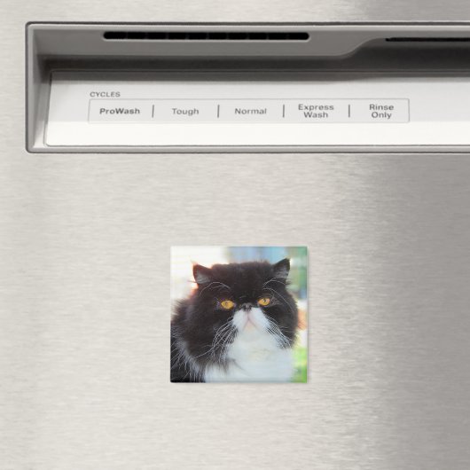 Zwart-wit Perzische kat magneet (Insitu (Vaatwasser))