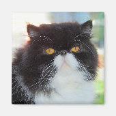 Zwart-wit Perzische kat magneet (Voorkant)