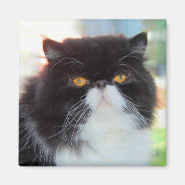 Zwart-wit Perzische kat magneet