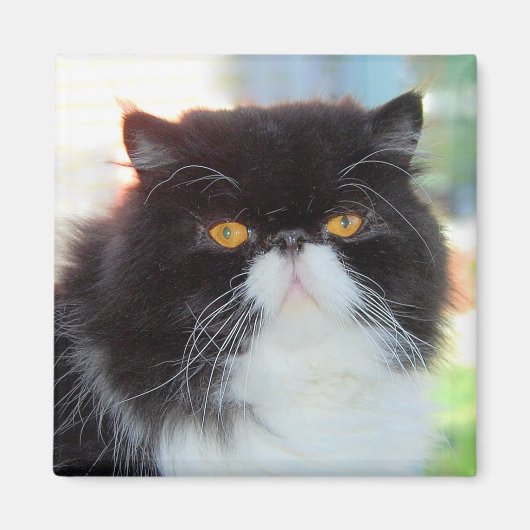 Zwart-wit Perzische kat magneet (Voorkant)
