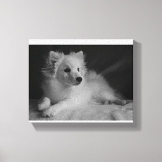Zwart & Wit portret Japans Spitz Canvas Afdruk