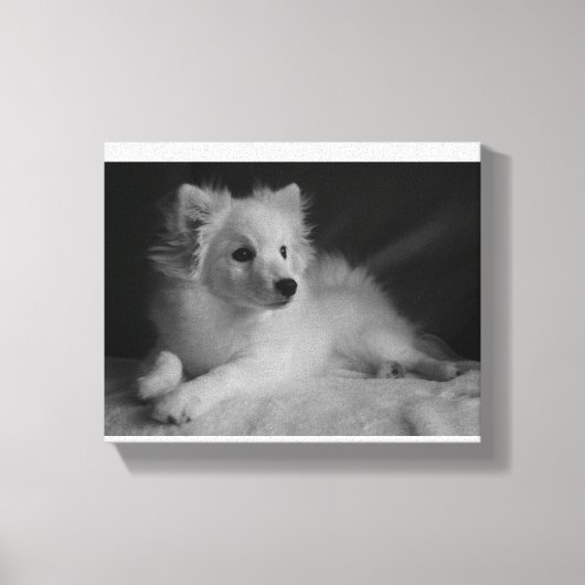 Zwart & Wit portret Japans Spitz Canvas Afdruk (Voorkant)