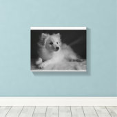 Zwart & Wit portret Japans Spitz Canvas Afdruk (Insitu (Houten vloer))