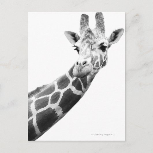 Zwart-wit portret van een giraffe briefkaart (Voorkant)