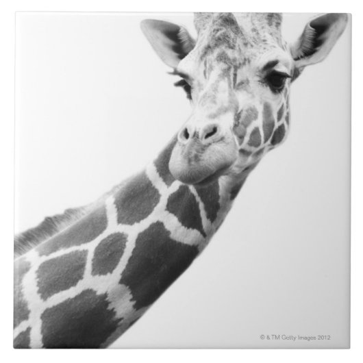 Zwart-wit portret van een giraffe tegeltje (Voorkant)