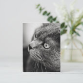 Zwart-wit portret van een kat - briefkaart (Staand voorkant)