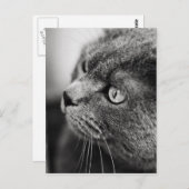 Zwart-wit portret van een kat - briefkaart (Voorkant / Achterkant)