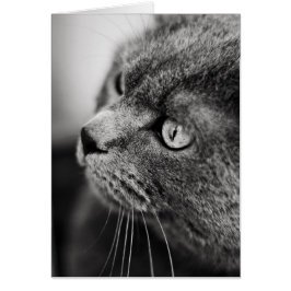 Zwart-wit portret van een kattenkaartje