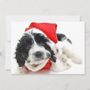 Zwart-wit puppy die de uitrusting van de Kerstman Feestdagenkaart