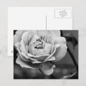Zwart-wit Romantisch Roos Briefkaart (Voorkant / Achterkant)