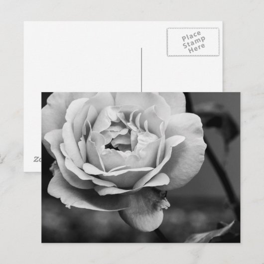 Zwart-wit Romantisch Roos Briefkaart (Voorkant / Achterkant)