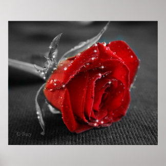 Zwart/wit/rood Poster