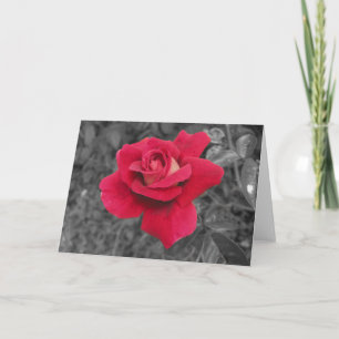 Zwart Wit Rood Rose Kaarten