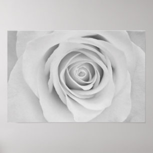 Zwart-wit roos bloem Poster