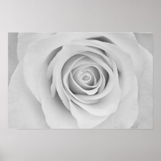 Zwart-wit roos bloem Poster (Voorkant)