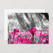 Zwart wit roze zwart zwart zwart zwart zwart zwart briefkaart (Voorkant / Achterkant)