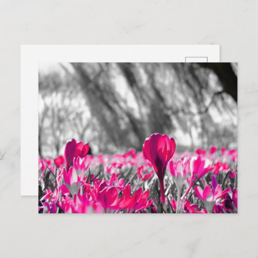 Zwart wit roze zwart zwart zwart zwart zwart zwart briefkaart (Voorkant / Achterkant)