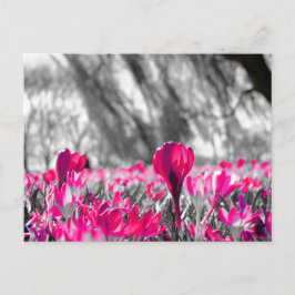 Zwart wit roze zwart zwart zwart zwart zwart zwart briefkaart