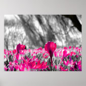 Zwart wit roze zwart zwart zwart zwart zwart zwart poster (Voorkant)