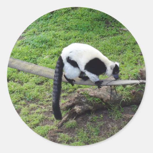 Zwart-wit Ruffed Lemur #2-1 Stickers (Voorkant)