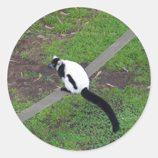 Zwart-wit Ruffed Lemur #3 Stickers (Voorkant)