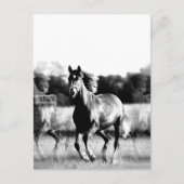 Zwart-wit Running Horse Post Kaarten (Voorkant)