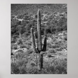 Zwart-wit Saguaro Cactus in Sagebrush 16x20 Poster