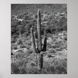 Zwart-wit Saguaro Cactus in Sagebrush 16x20 Poster