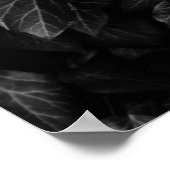 Zwart-wit schot van dik visblad plant poster (Hoek)