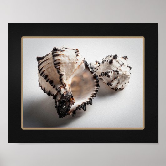 Zwart-wit Seashell Tropische afdrukbare kunst Poster (Voorkant)