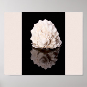 Zwart-wit Seashell Tropische afdrukbare kunst Poster