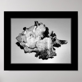 Zwart-wit Seashell Tropische afdrukbare kunst Poster