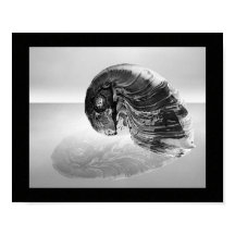 Zwart-wit Seashell Tropische afdrukbare kunst