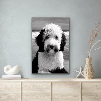 Zwart & Wit Sheepadoodle Poster
