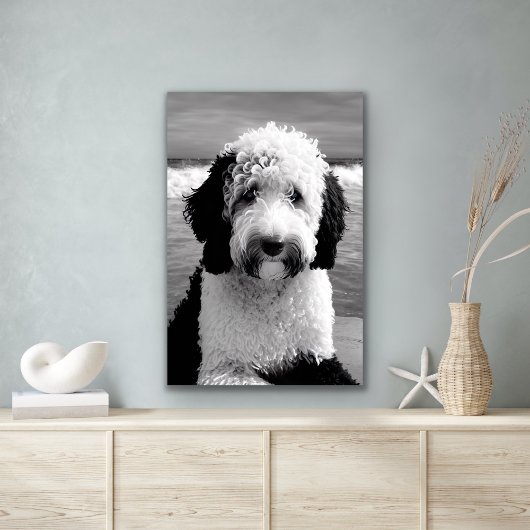 Zwart & Wit Sheepadoodle Poster