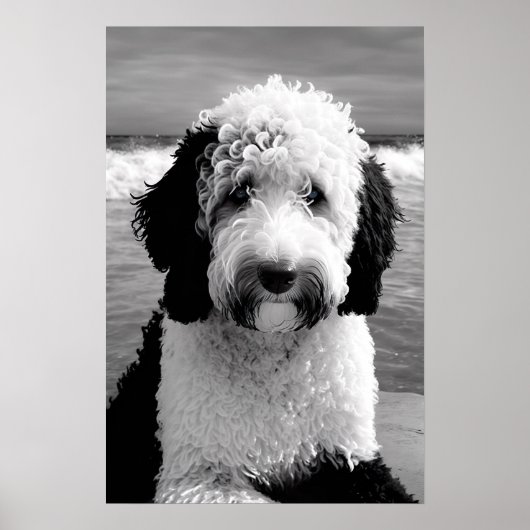 Zwart & Wit Sheepadoodle Poster (Voorkant)