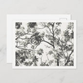 Zwart-wit Silhouet van de Boom Briefkaart (Voorkant / Achterkant)