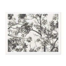 Zwart-wit Silhouet van de Boom