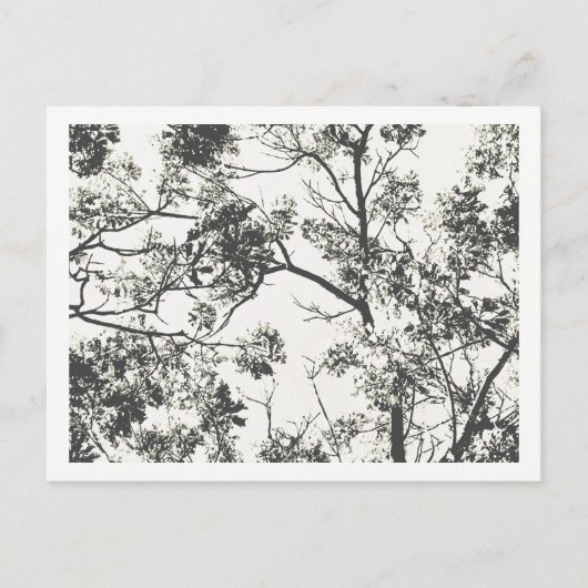 Zwart-wit Silhouet van de Boom Briefkaart (Voorkant)