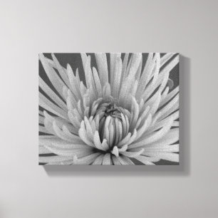 Zwart-Wit Spinne Chrysanthemum Bloem Canvas Afdruk