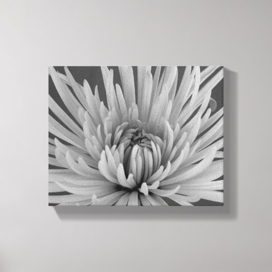 Zwart-Wit Spinne Chrysanthemum Bloem Canvas Afdruk (Voorkant)