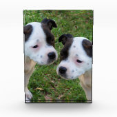 Zwart Wit Staffordshire Bull Terrier Puppies, Fotoblokken (Voorkant)