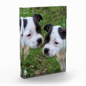 Zwart Wit Staffordshire Bull Terrier Puppies, Fotoblokken (Links)