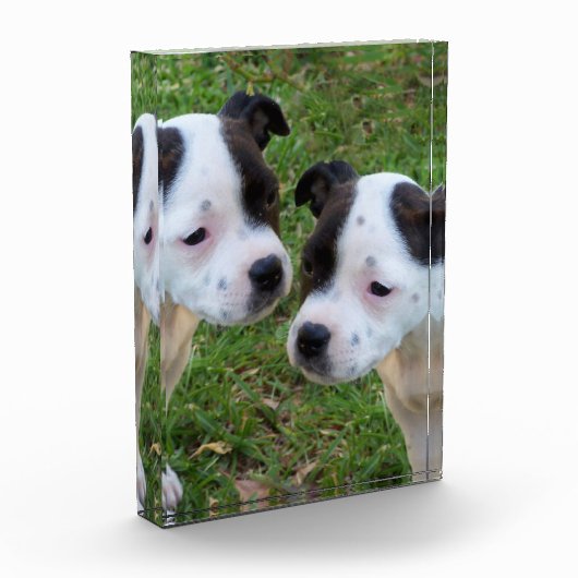 Zwart Wit Staffordshire Bull Terrier Puppies, Fotoblokken (Links)