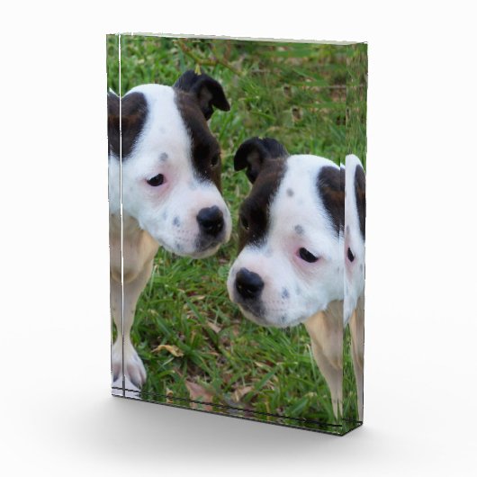 Zwart Wit Staffordshire Bull Terrier Puppies, Fotoblokken (Rechts)