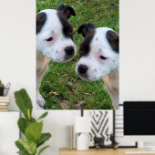 Zwart Wit Staffordshire Bull Terrier Puppies, Poster (Thuiskantoor)