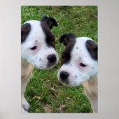 Zwart Wit Staffordshire Bull Terrier Puppies, Poster (Voorkant)