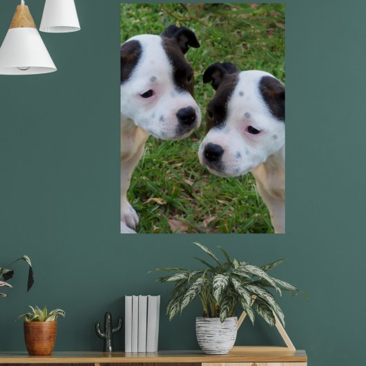 Zwart Wit Staffordshire Bull Terrier Puppies, Poster (Woonkamer 1)